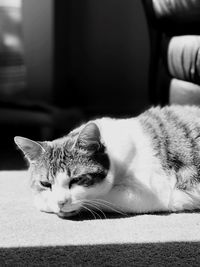 Close-up of cat resting