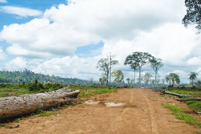 Trees on field against sky