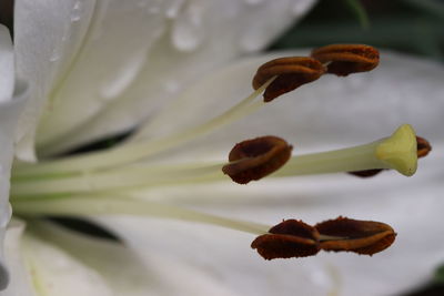 Close-up of white lily on plant