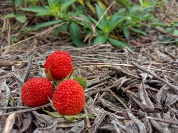 High angle view of strawberries on field
