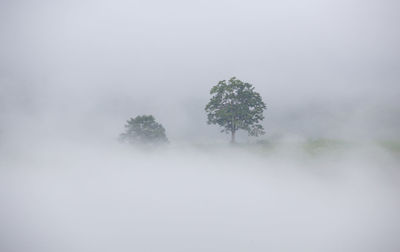 Trees on landscape against sky