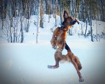 Dog standing on snow covered landscape