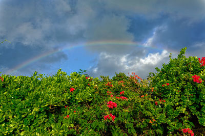 Scenic view of rainbow and plants against cloudy sky