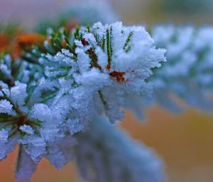 Close-up of frozen plant during winter