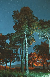 Low angle view of trees against star field