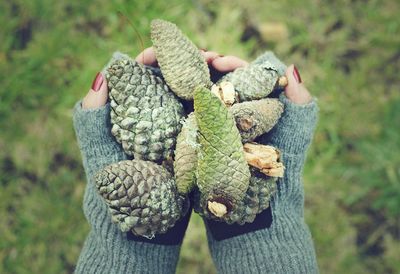 Cropped hands holding pine cones