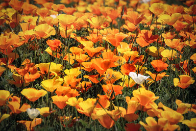 Close-up of yellow flowering plants on field