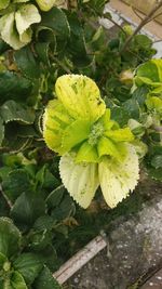 Close-up of green plant