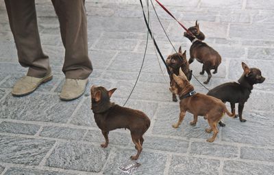 Low section of man with puppies standing on footpath