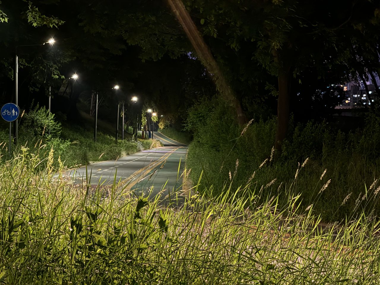 plant, green, light, grass, sunlight, nature, morning, illuminated, tree, transportation, no people, road, growth, darkness, street, street light, outdoors, lighting, lighting equipment, leaf, city, sign, flower, forest, tranquility, land, lawn, the way forward, mode of transportation