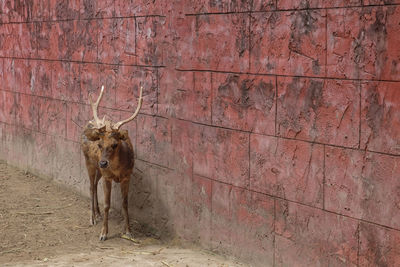 Full length of a horse on wall