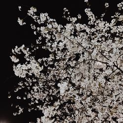 Low angle view of flowers on tree