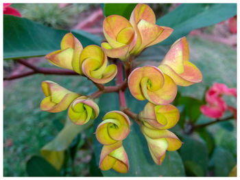 Close-up of flowers against blurred background