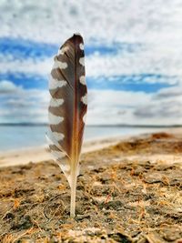 Close-up of feather on beach