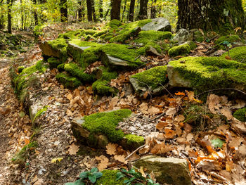 Moss growing on rocks in forest