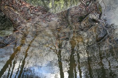 Reflection of trees in water