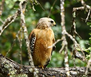 Close-up of owl perching on tree