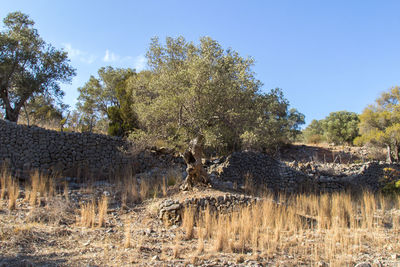 Close-up of tree against sky
