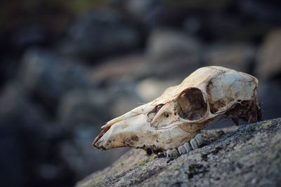 Close-up of animal skull on rock