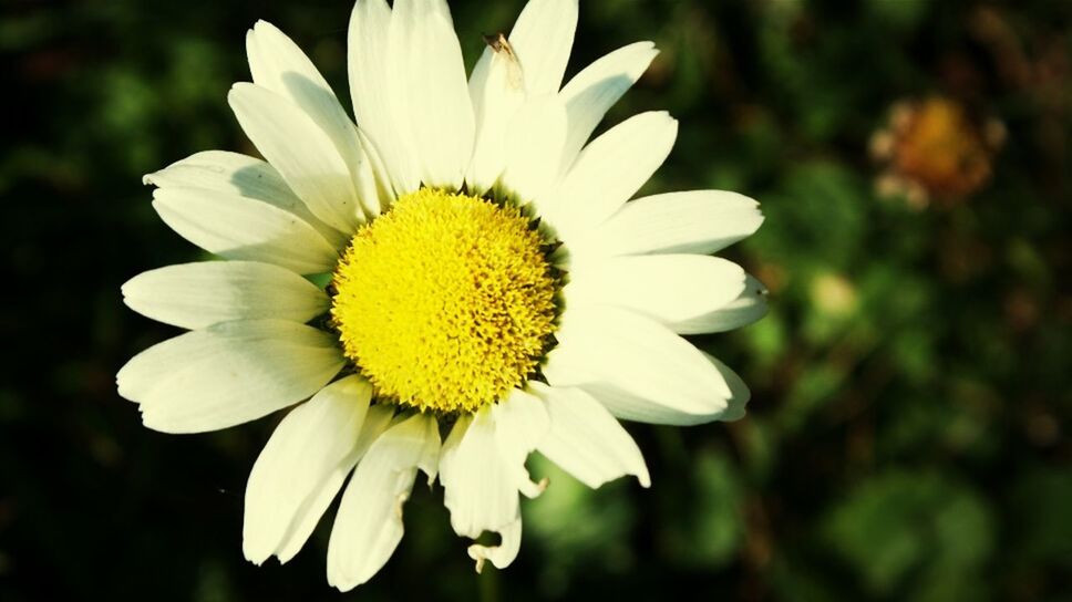 flower, freshness, petal, yellow, flower head, fragility, white color, pollen, growth, daisy, beauty in nature, close-up, single flower, blooming, nature, focus on foreground, in bloom, white, outdoors, plant