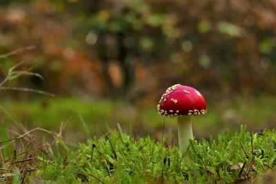 Close-up of fly agaric mushroom on field