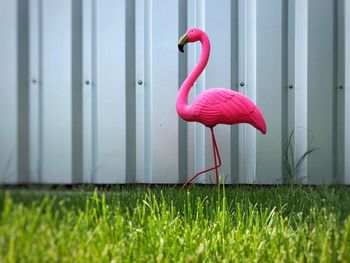 Close-up of pink bird on grass