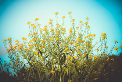 Close-up of yellow flowering plants on field against sky