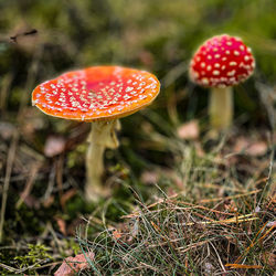 Close-up of fly agaric mushroom on field