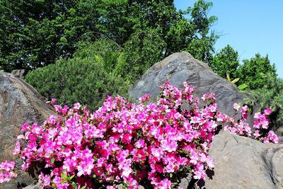 Close-up of pink flowering plant in park