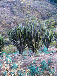 Plants growing on field