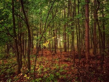 View of trees in forest