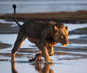 Side view of wild animal  walking 