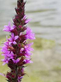 Close-up of pink flowering plant
