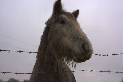 View of a horse against sky
