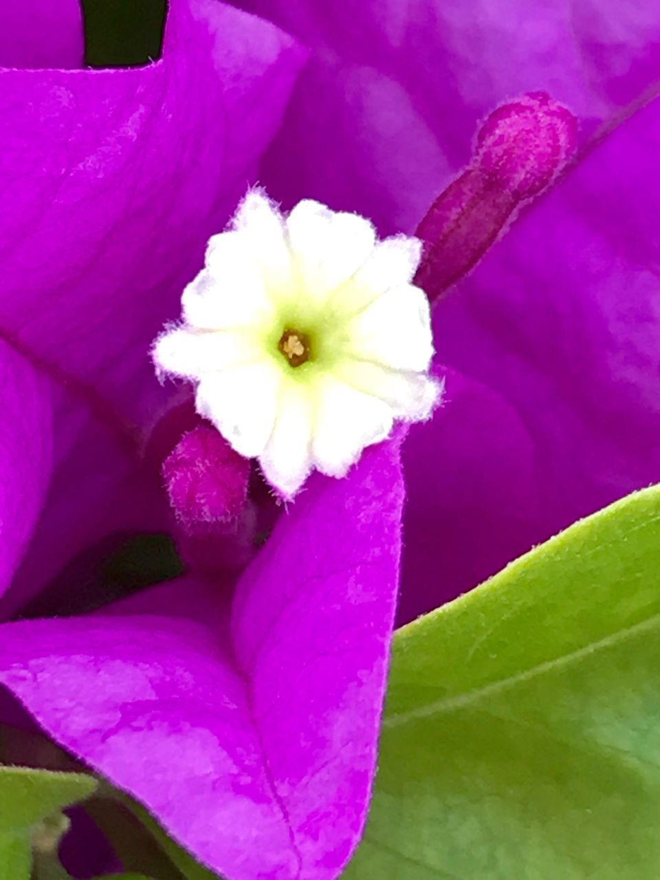 CLOSE-UP OF PINK FLOWER