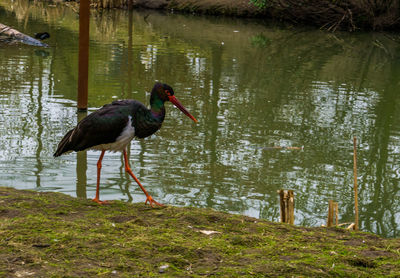 Bird perching on a lake