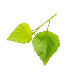 Close-up of green leaves against white background