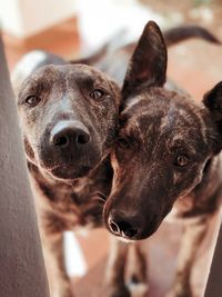 Close-up portrait of dog