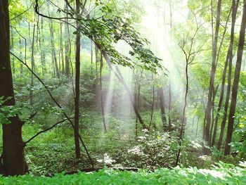 Trees in forest