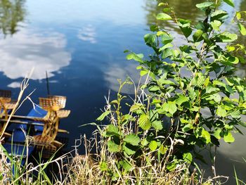 Plants growing by lake