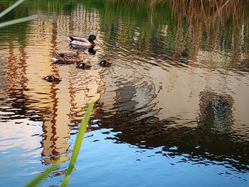 Ducks swimming in lake