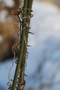 Close-up of plant against blurred background