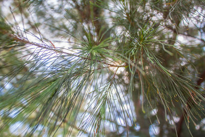 Close-up of pine tree against sky