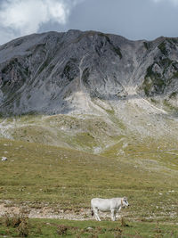 Sheep grazing on field against sky