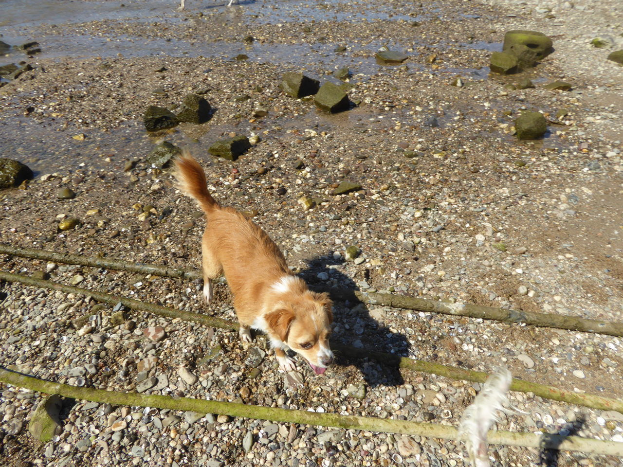 HIGH ANGLE VIEW OF A DOG ON SHORE