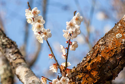 Low angle view of cherry blossoms on tree