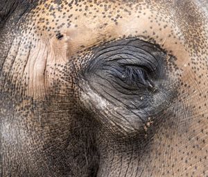 Close-up of elephant