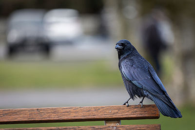 Close-up of bird perching on wood