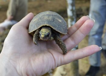 Close-up of hand holding a tortoise 