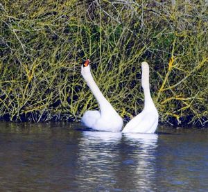 Swan swimming in lake